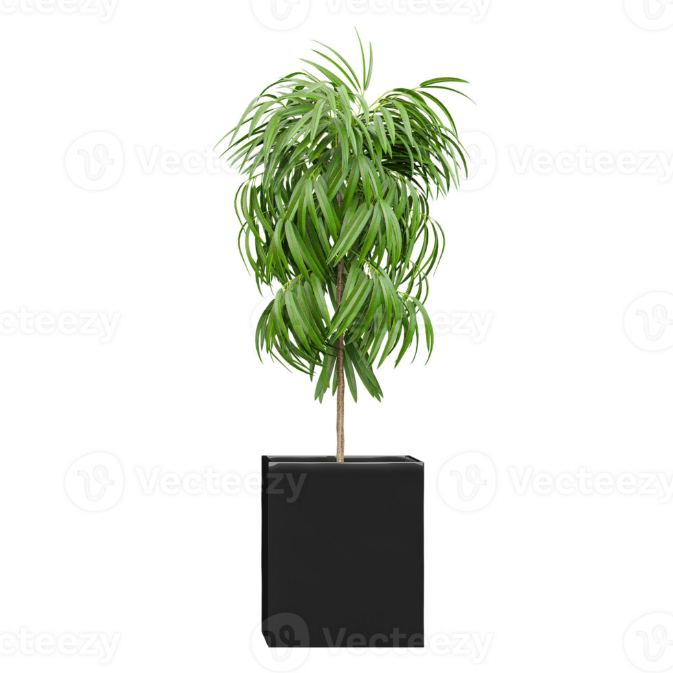 Collection of Ficus maclellandii plant isolated on transparent Canvas png