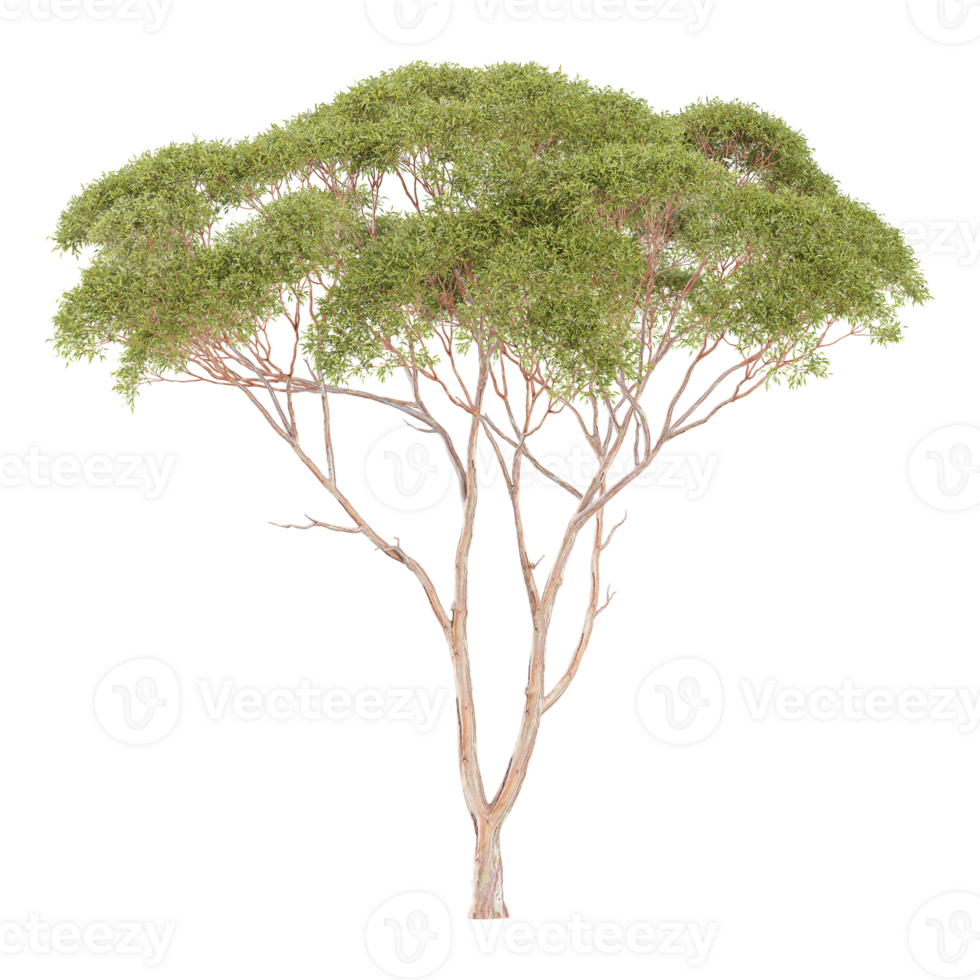 3d illustration of Eucalyptus tree isolated on transparent canvas png