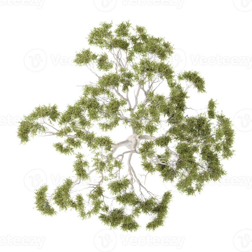 3d rendering of eucalyptus plant isolated on transparent Canvas from top view png