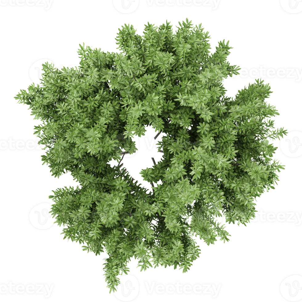 From the top view of Honey Mesquite plant for architecture visualization png