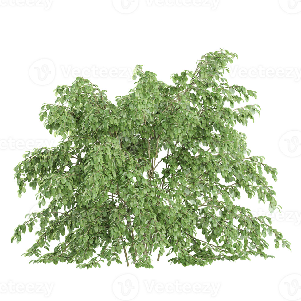 Collection of Ficus Benjamin plant isolated on transparent Canvas png