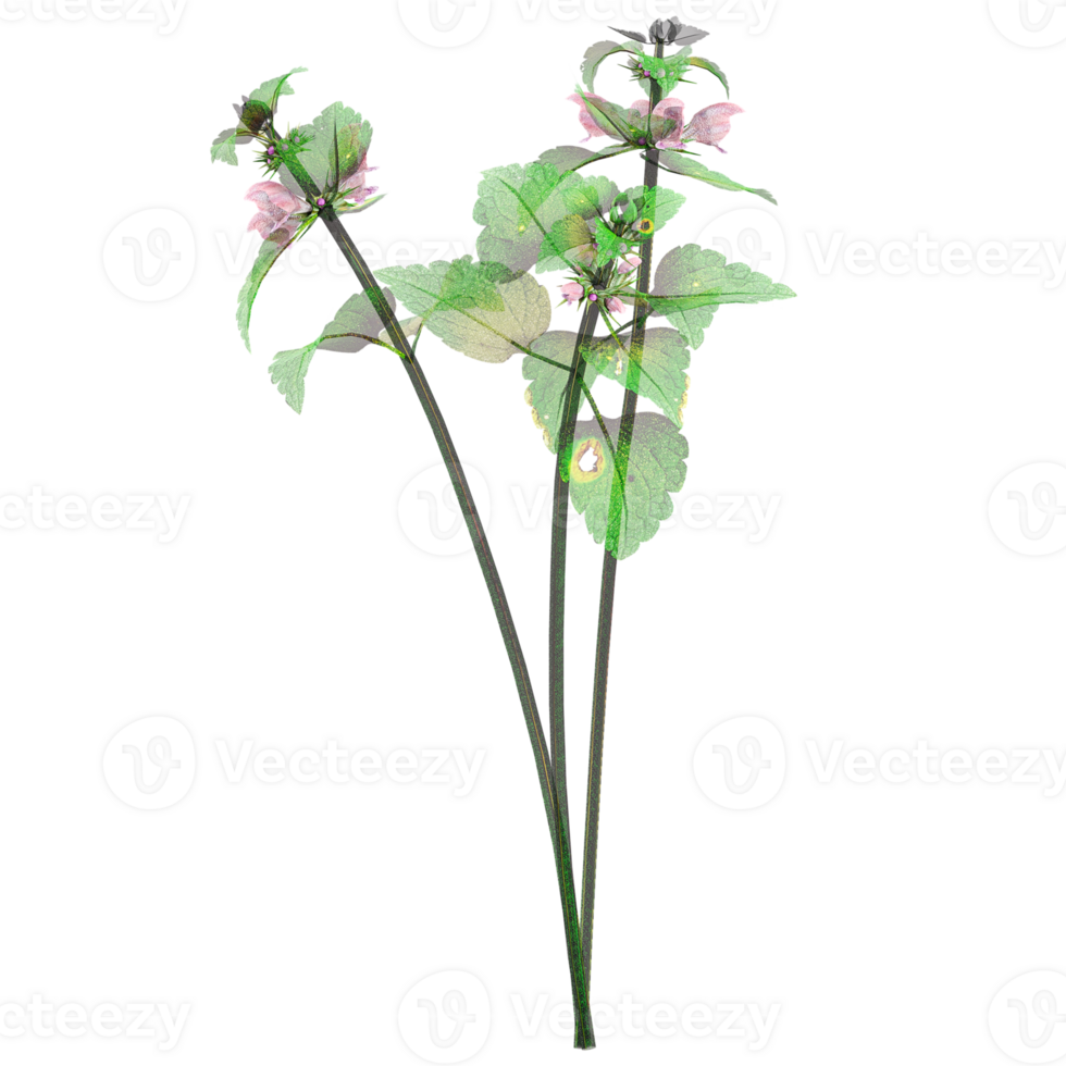 Collection of Red deadnettle plant isolated on transparent Canvas png