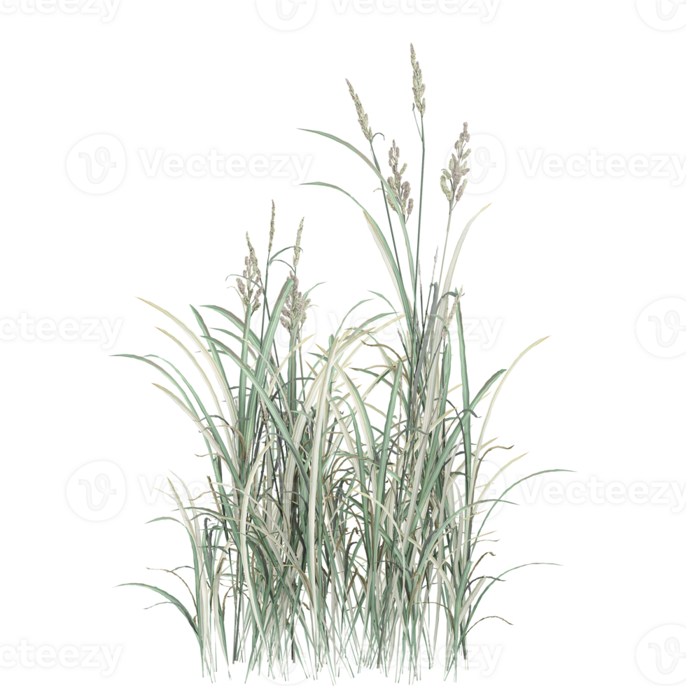3d rendering of Phragmites australis plant isolated on transparent Canvas png