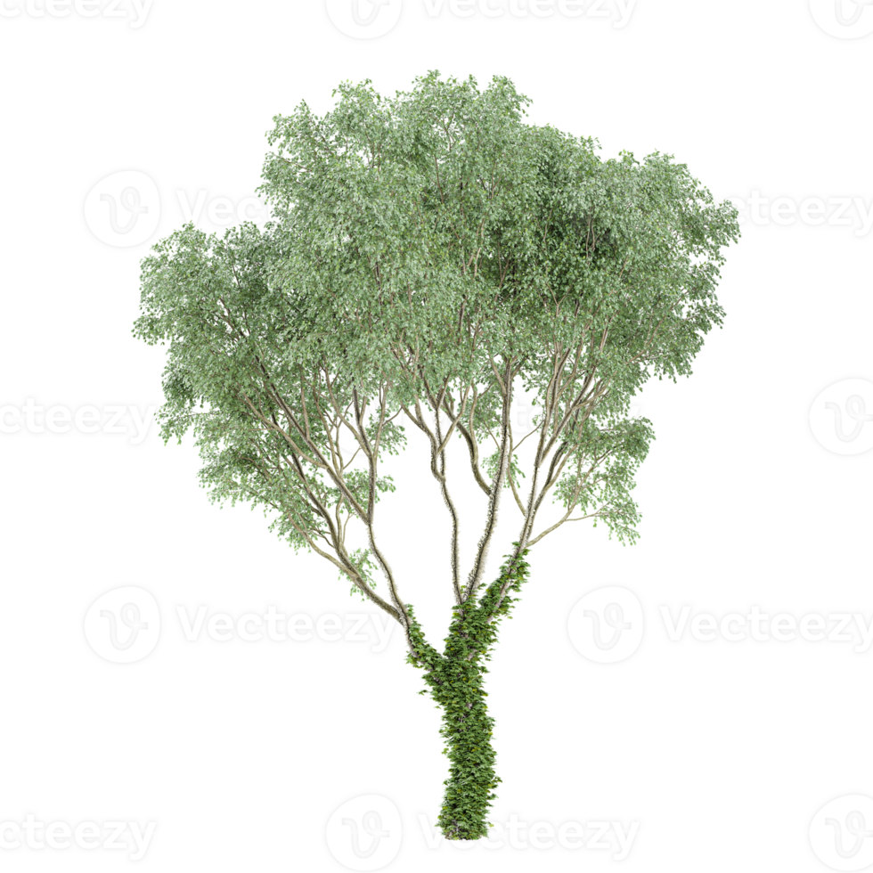 3d illustration of Welsh oak tree isolated on transparent canvas png