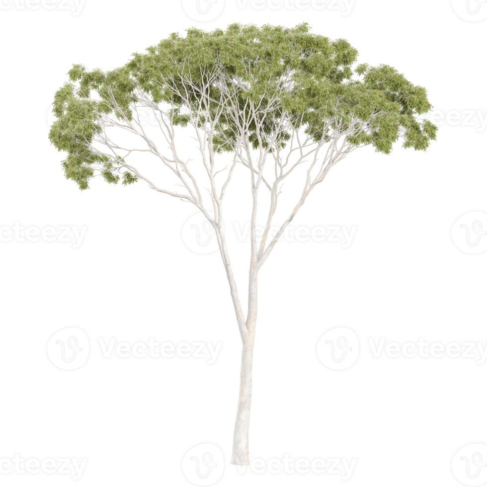 collection of Eucalyptus tree with realistic style png