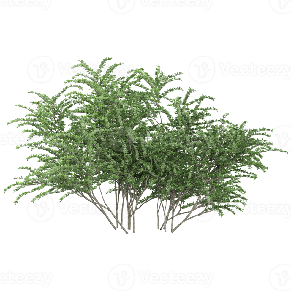 Collection of Lonicera pileata plant isolated on transparent Canvas png
