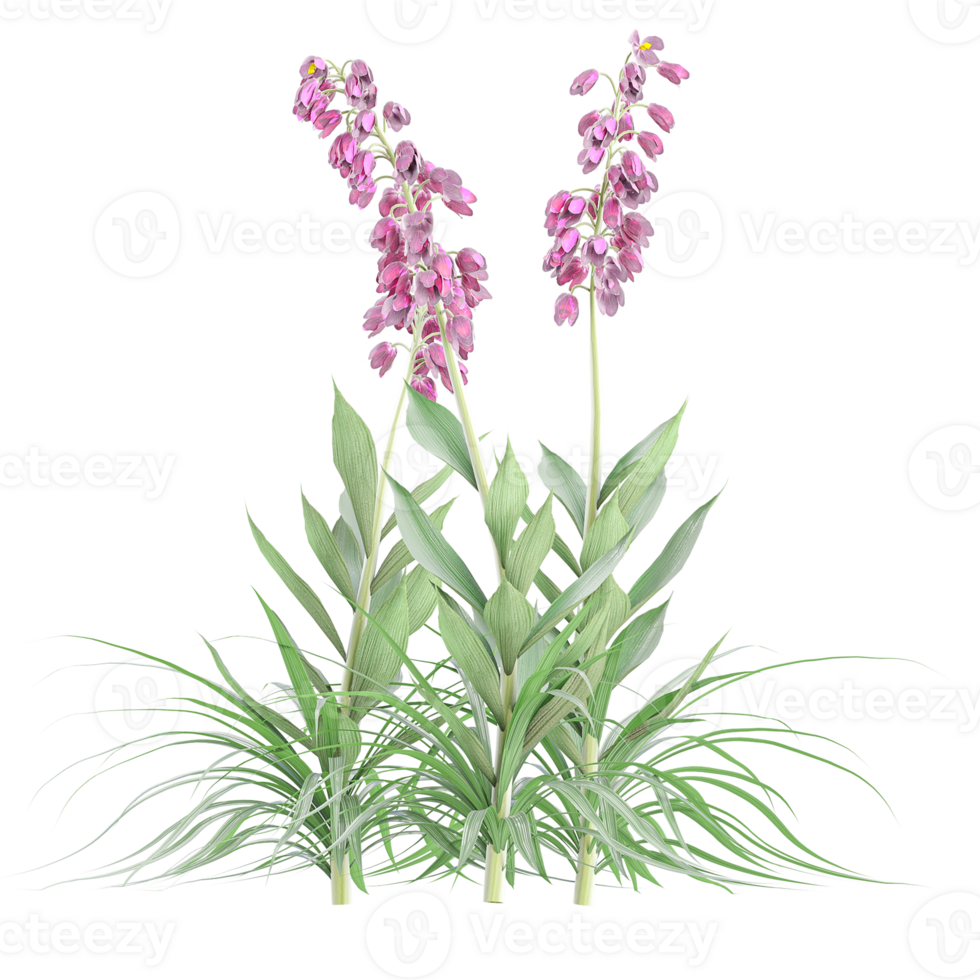 Collection of Digitalis plant isolated on transparent Canvas png