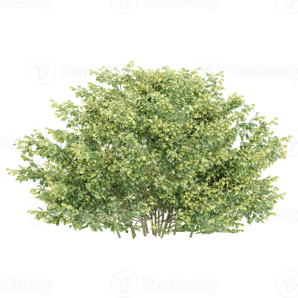 3d illustration of Dwarf Burning plants isolated on transparent canvas png