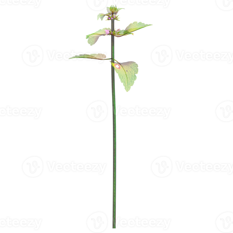 Collection of Stachys arvensis plant isolated on transparent Canvas png