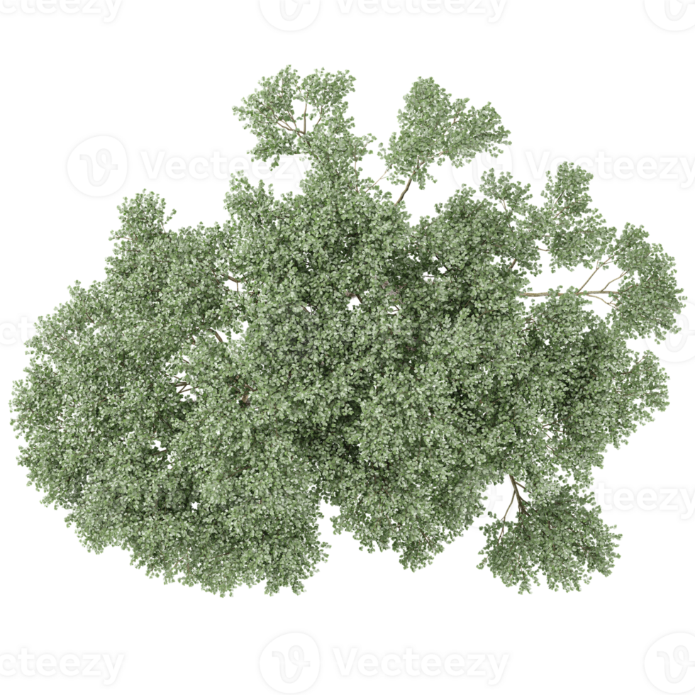 3d illustration of Welsh oak tree isolated on transparent canvas from top view png