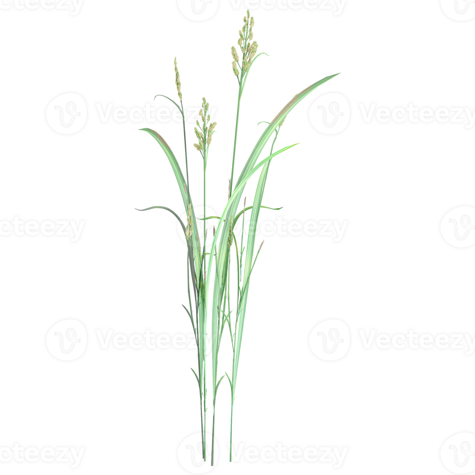 3d rendering of Rice isolated on transparent Canvas png