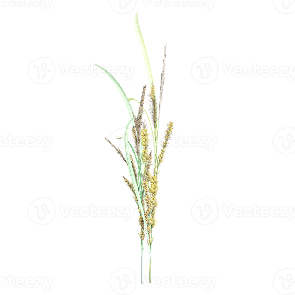 3d rendering of Carex riparia grass isolated on transparent Canvas png