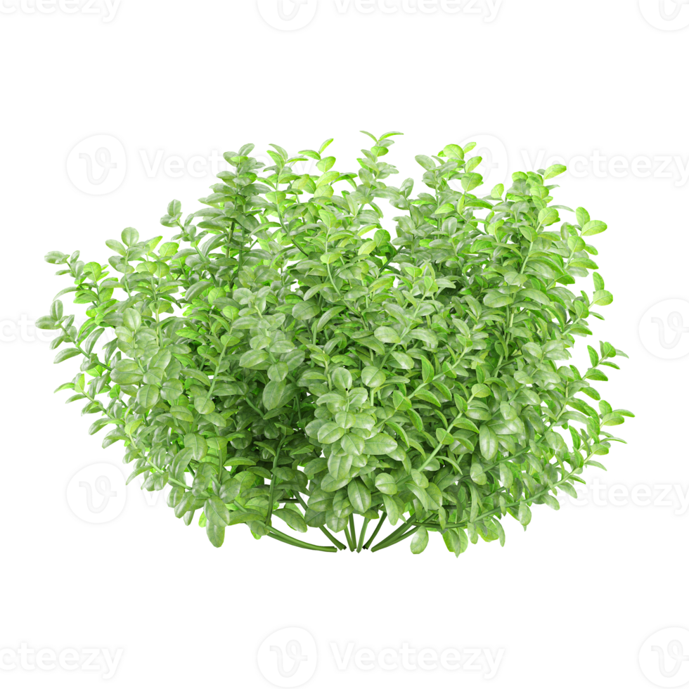 3d rendering of Box plant isolated on transparent Canvas png