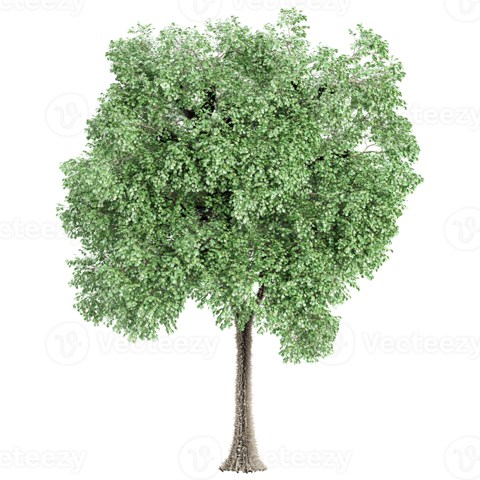Green summer tree isolated Canvas png