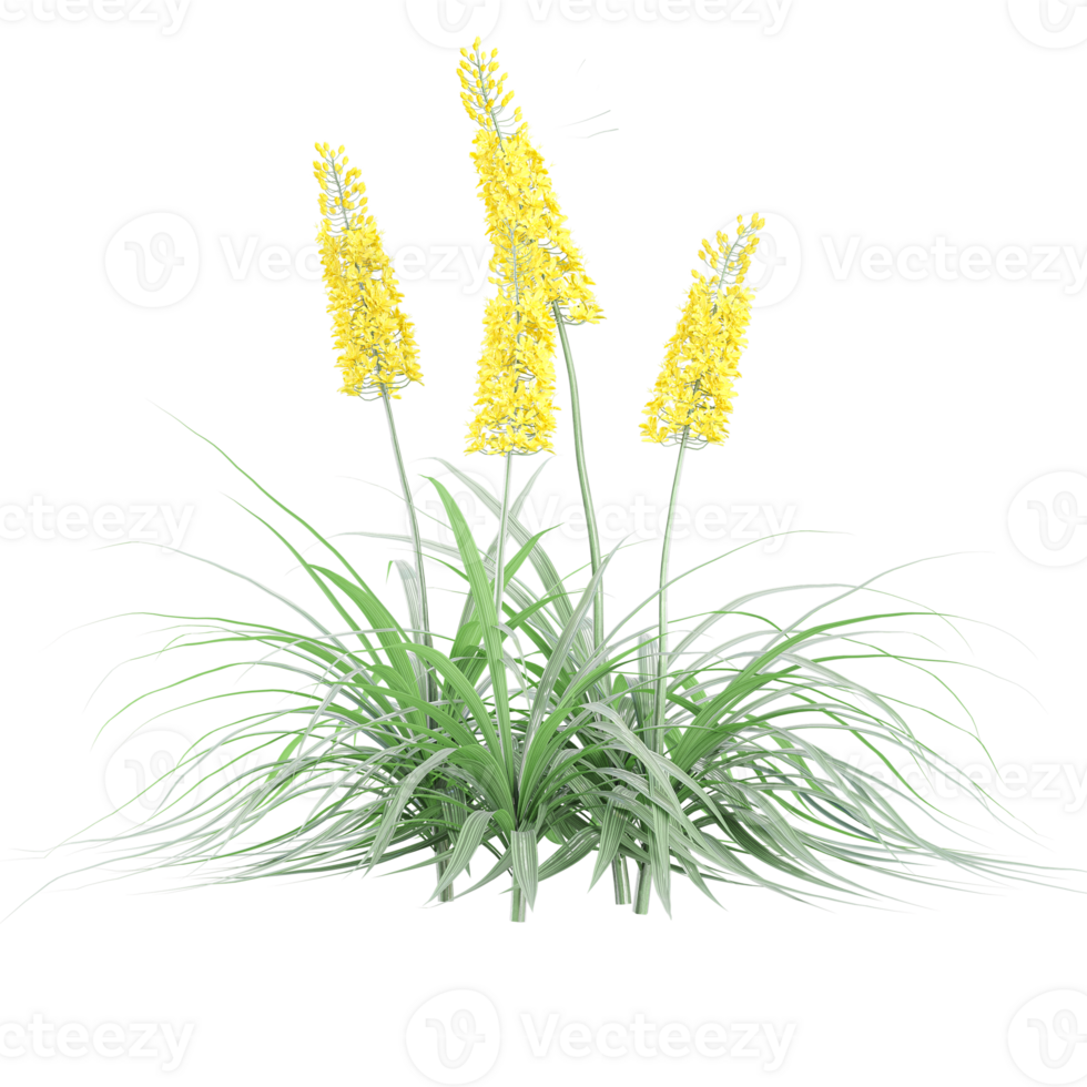 3d illustration of eremurus stenophyllus plants isolated on transparent canvas png