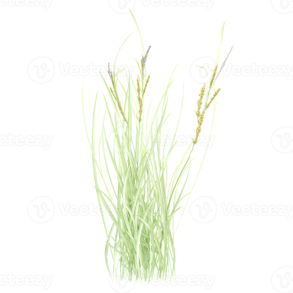 Collection of Carex vulpinoidea grass isolated on transparent Canvas png