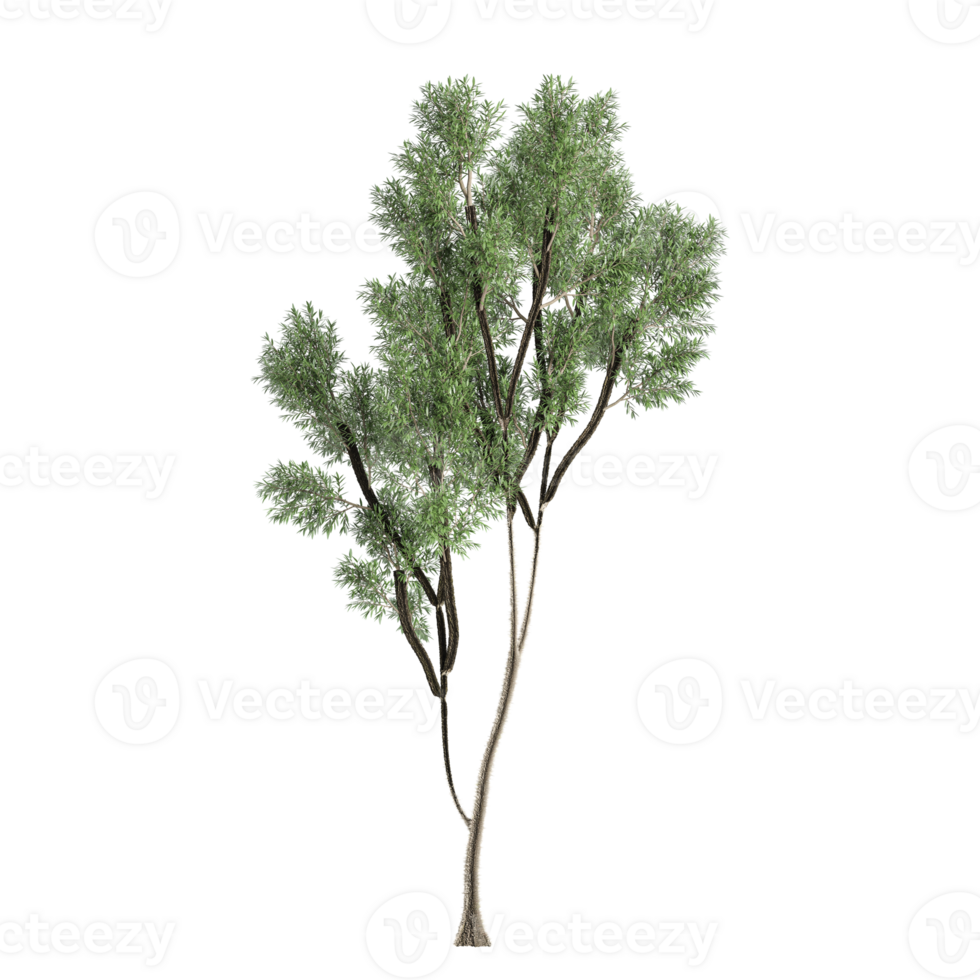 3d illustration of Eucalyptus nicholii plant isolated on transparent Canvas png