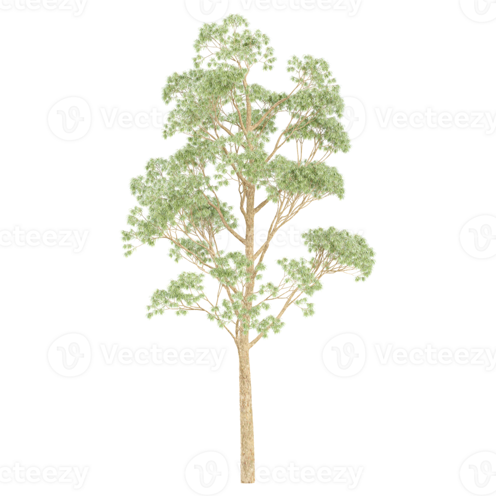 3d rendering of Eucalyptus microcorys tree isolated on transparent Canvas png