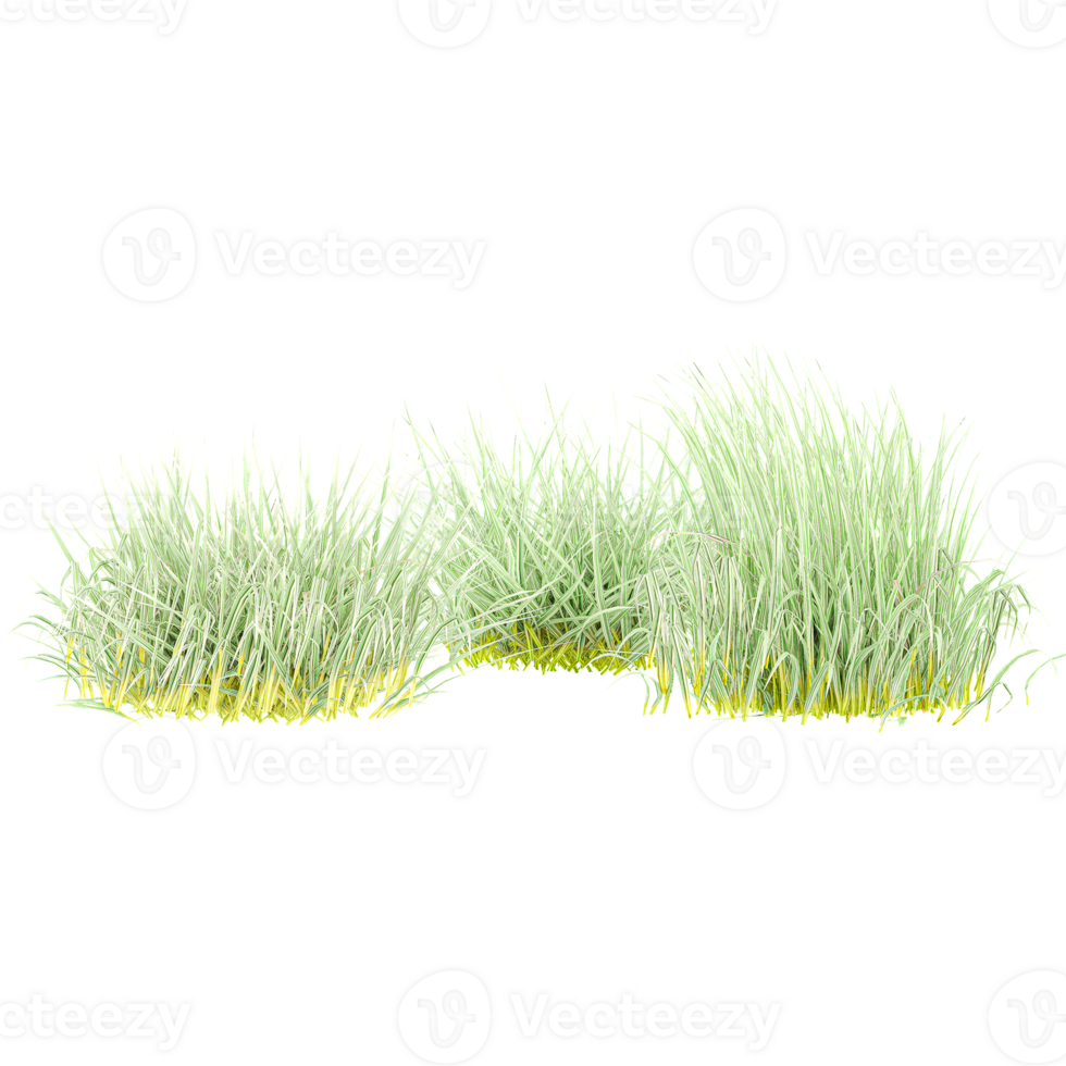 Collection of Rice plant isolated on transparent Canvas png