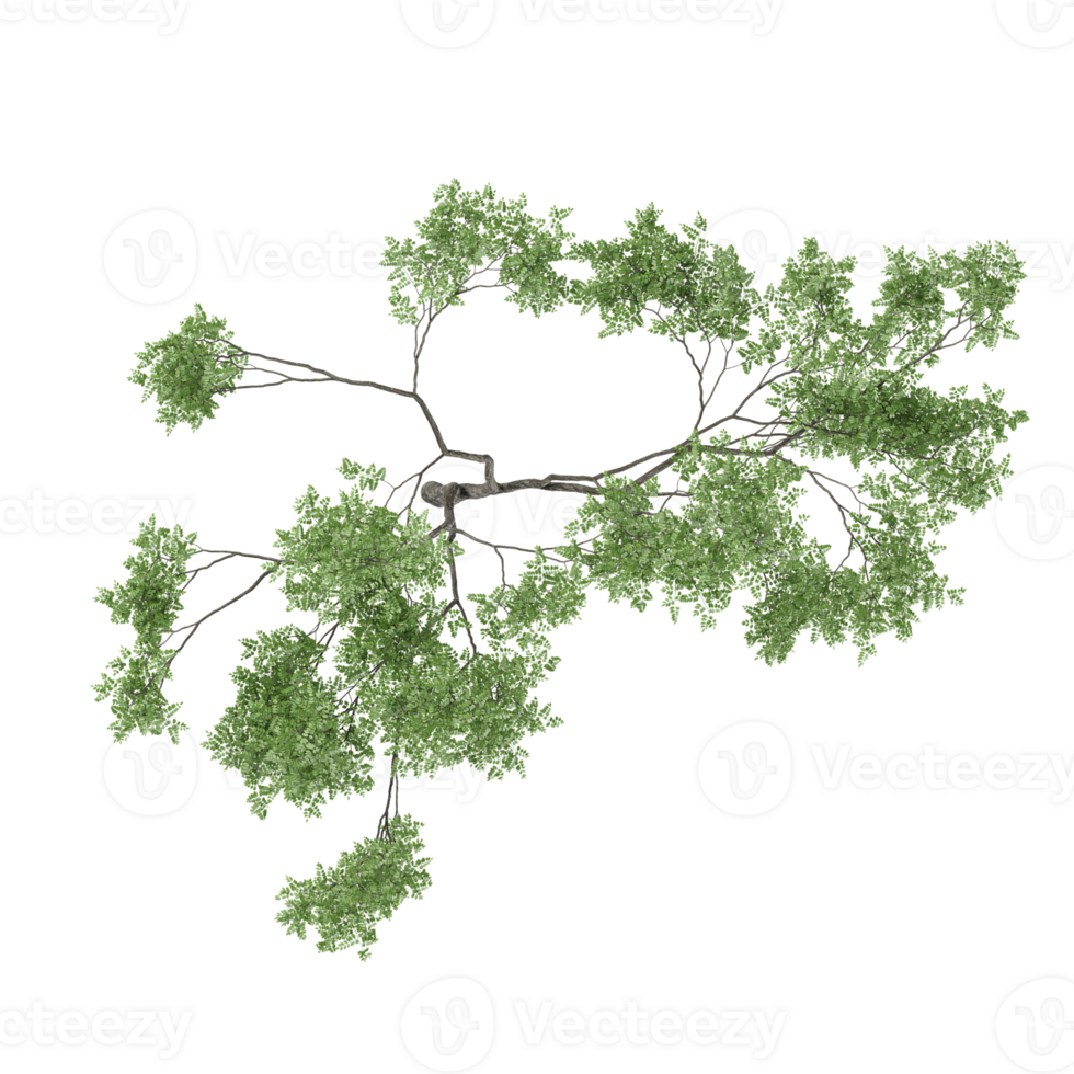3d rendering of Beech plant isolated on transparent Canvas from top view png