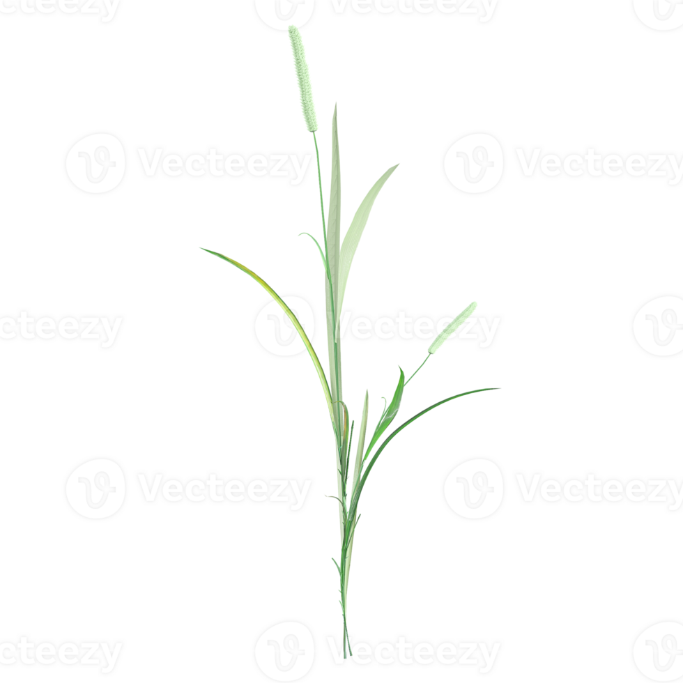 3d rendering of Timothy grass isolated on transparent Canvas png