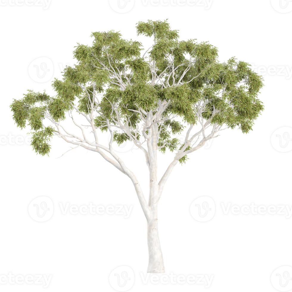 Green beautiful Eucalyptus tree isolated on Canvas from top view png