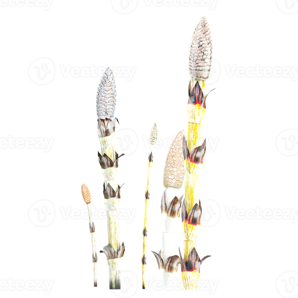 3d Rendering Of Equisetum arvense horsetail sporophyte Plant With Transparent Canvas png