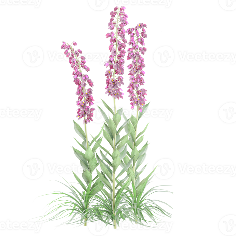 3d illustration of Digitalis plants isolated on transparent canvas png