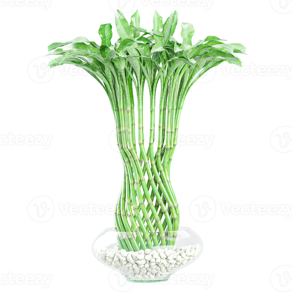 3d Rendering Of Lucky bamboo Plant in pot With Transparent Canvas png
