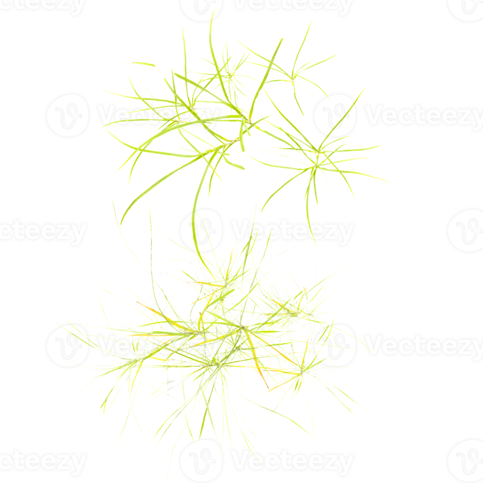 Green Carex muskingumensis plant isolated on Canvas from top view png