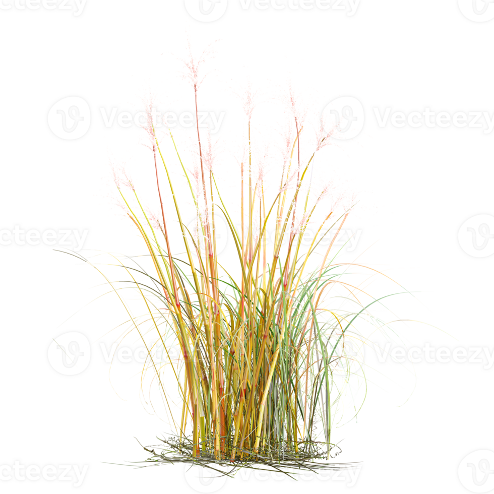 3d illustration of Chinese silver grass isolated on transparent canvas png