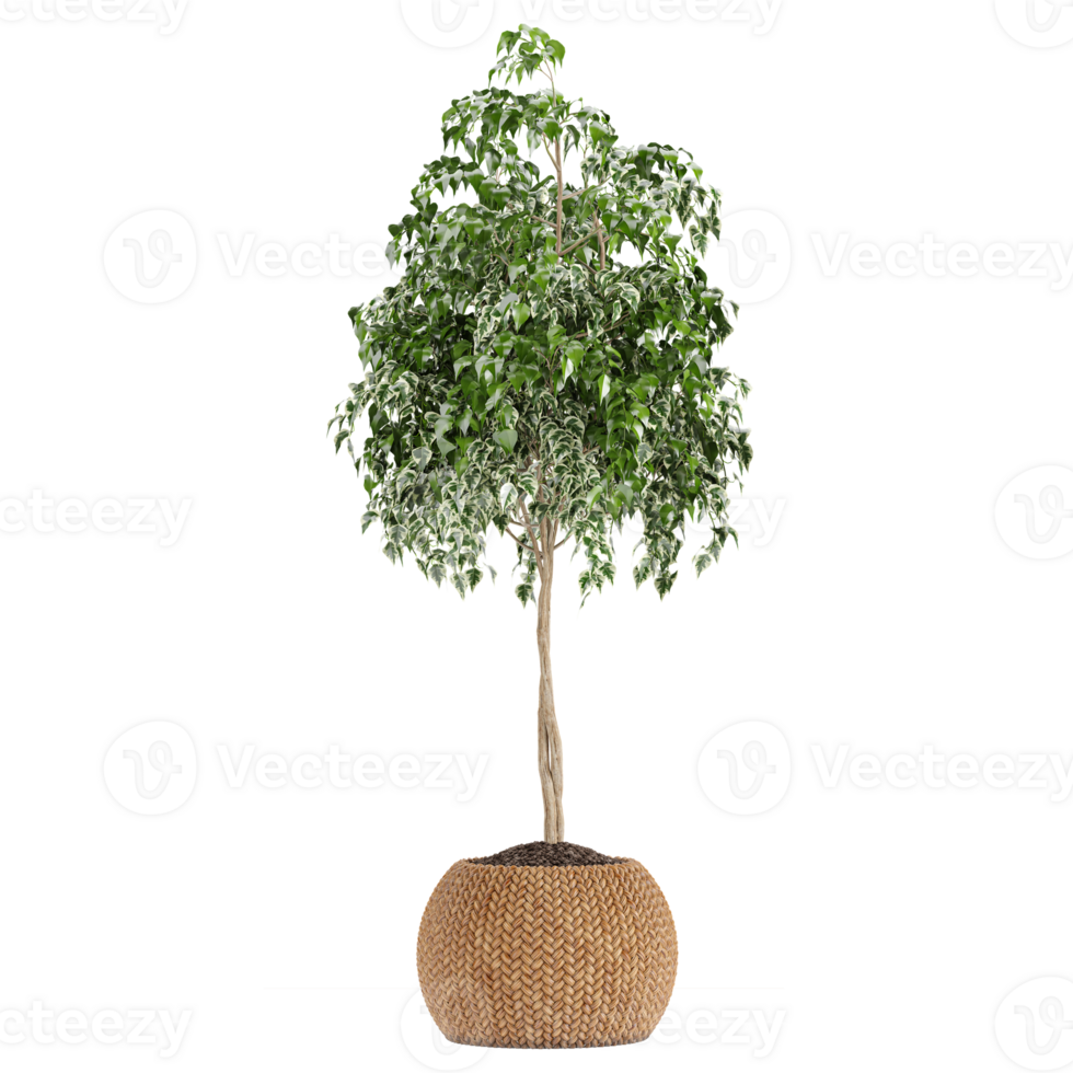 collection of Ficus maclellandii plant isolated on transparent Canvas png