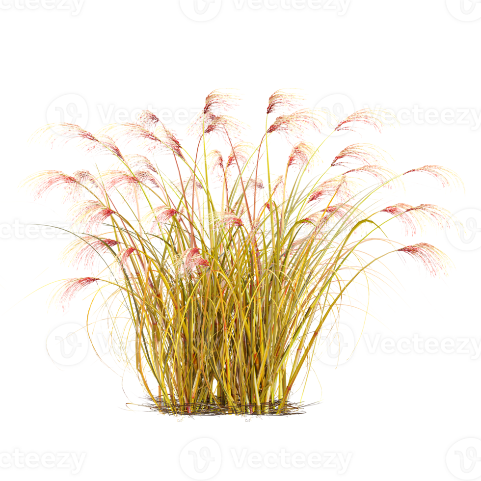 collection of Chinese silver grass with realistic style png