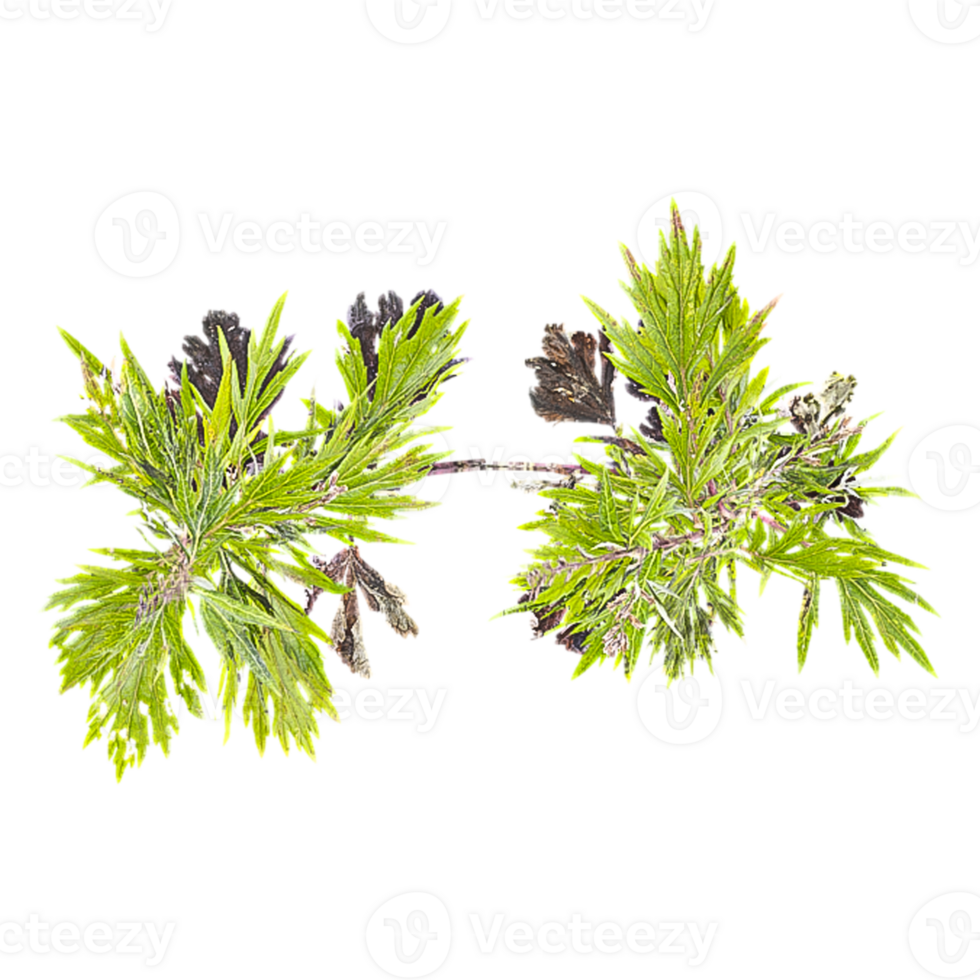 3d illustration of Mugwort Plant isolated on transparent canvas from top view png