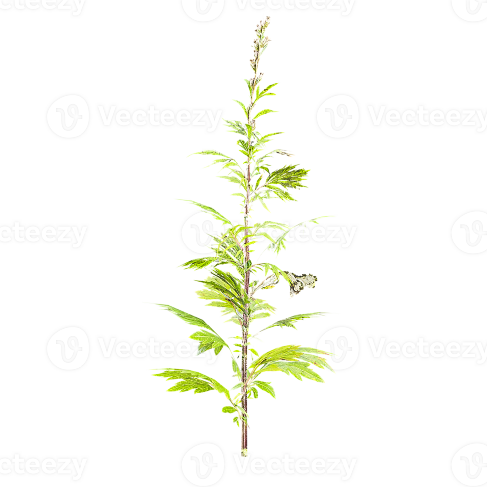 3d illustration of Mugwort Plant isolated on transparent canvas png