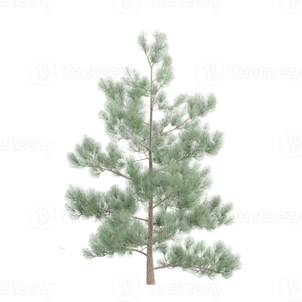 Collection of Pinus pinaster tree isolated on transparent Canvas png