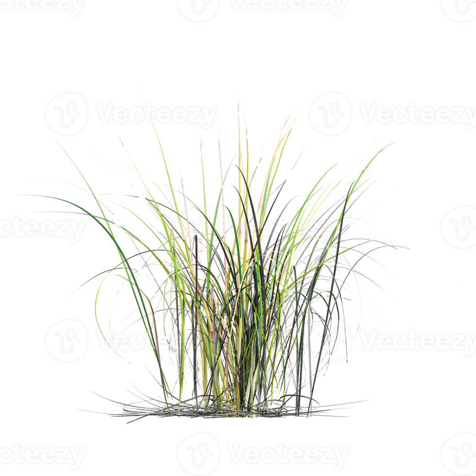 3d illustration of American beachgrass isolated on transparent Canvas png