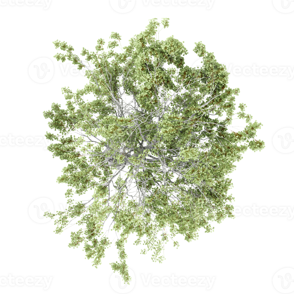 3d illustration of Populus sect Aigeiros trees isolated on transparent Canvas from top view png