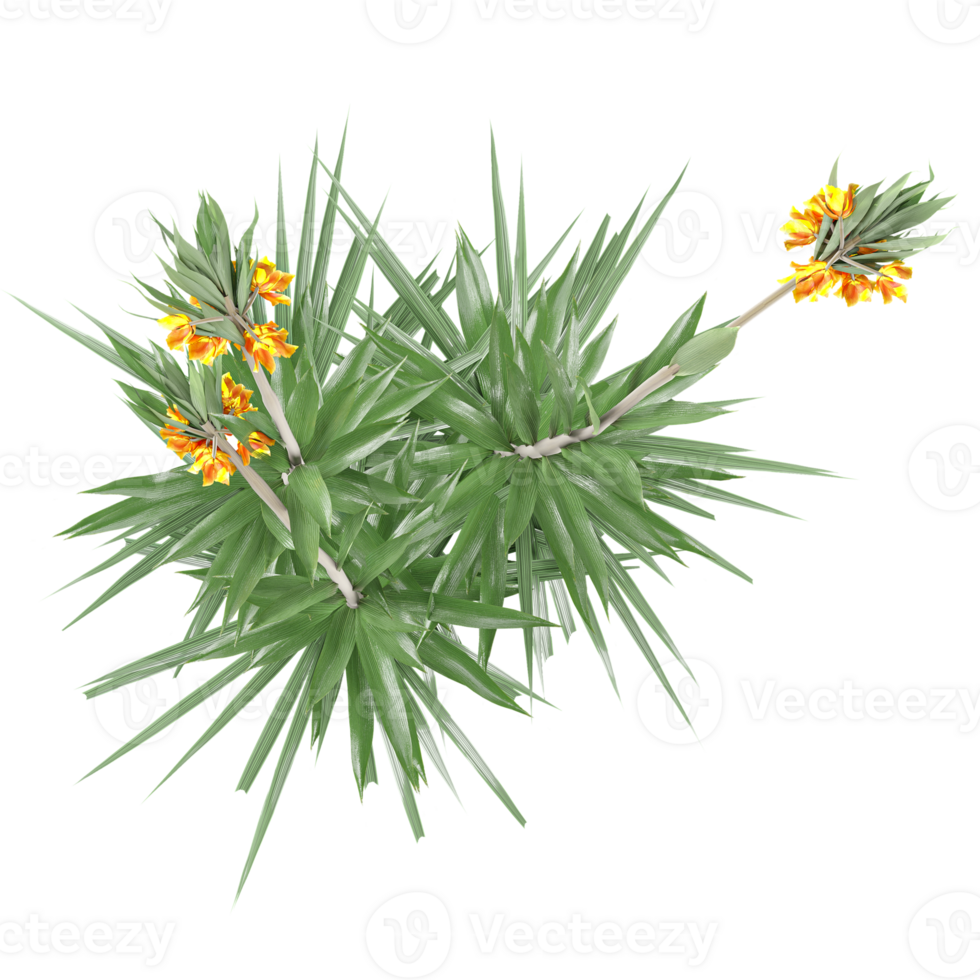 3d Rendering Of Crown imperial plant With Transparent Canvas top view png