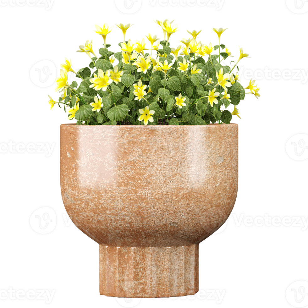 3d illustration of Wood sorrels plant in pot isolated on transparent canvas png