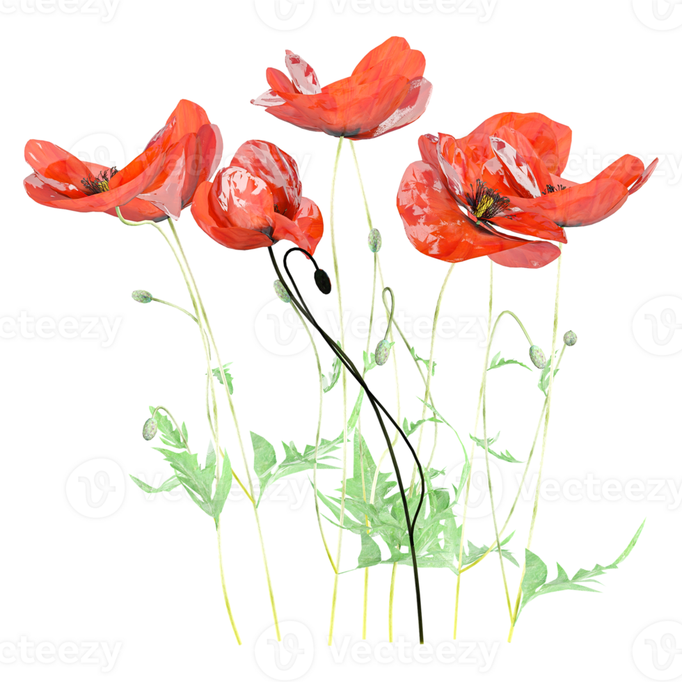 3d Rendering Of Common poppy Plant With Transparent Canvas png