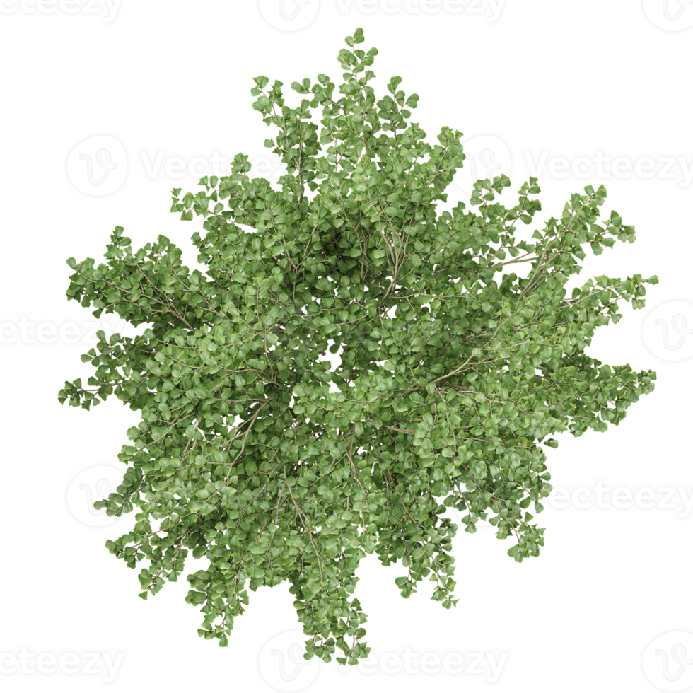 Topview of Cottonwood tree isolated on transparent Canvas png