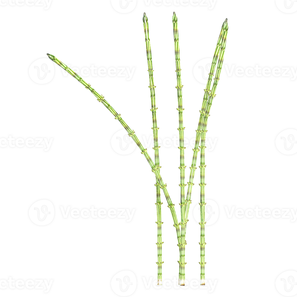 3d Rendering Of Common Horsetail Plant With Transparent Canvas png
