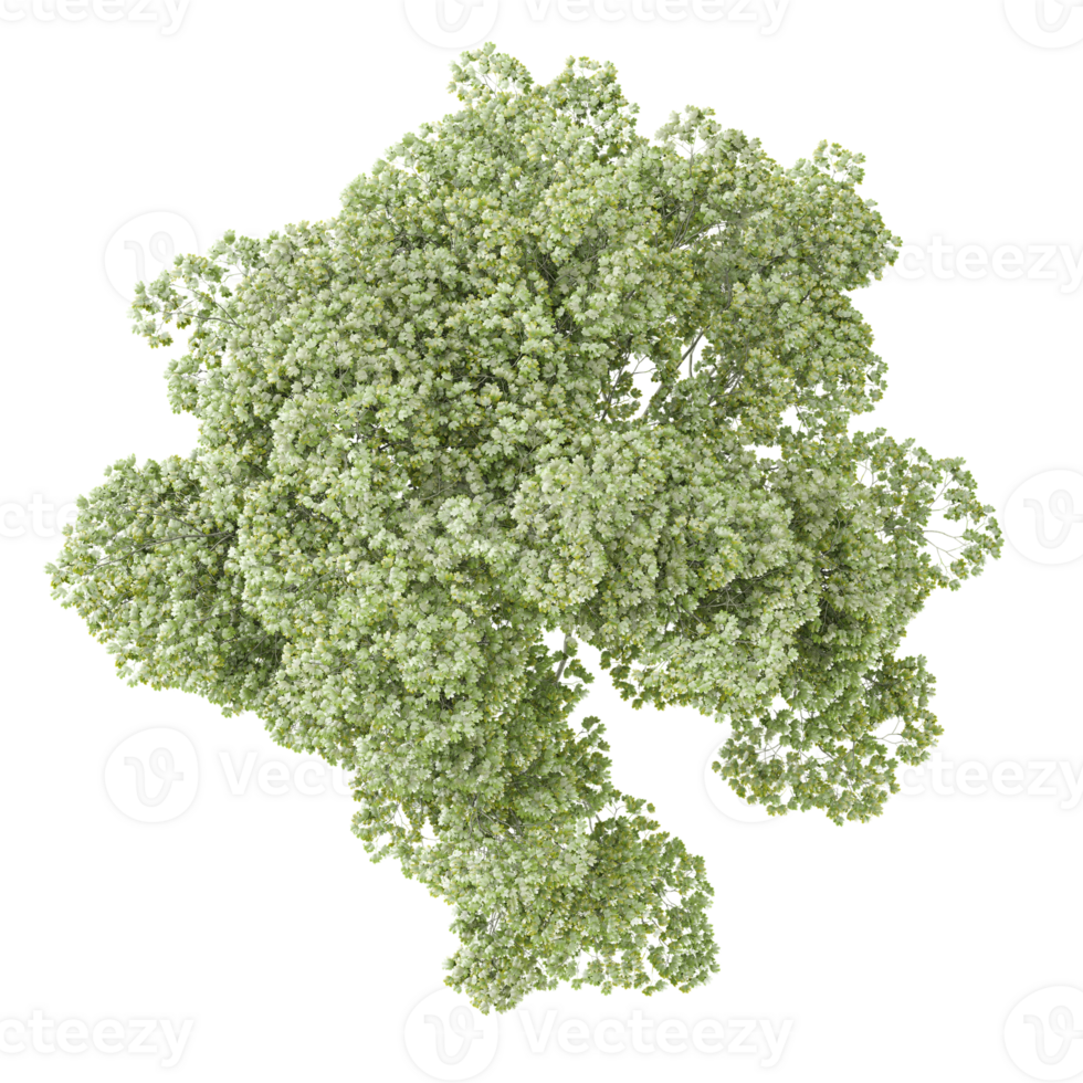 3d illustration of Baby's-breath trees isolated on transparent Canvas from top view png
