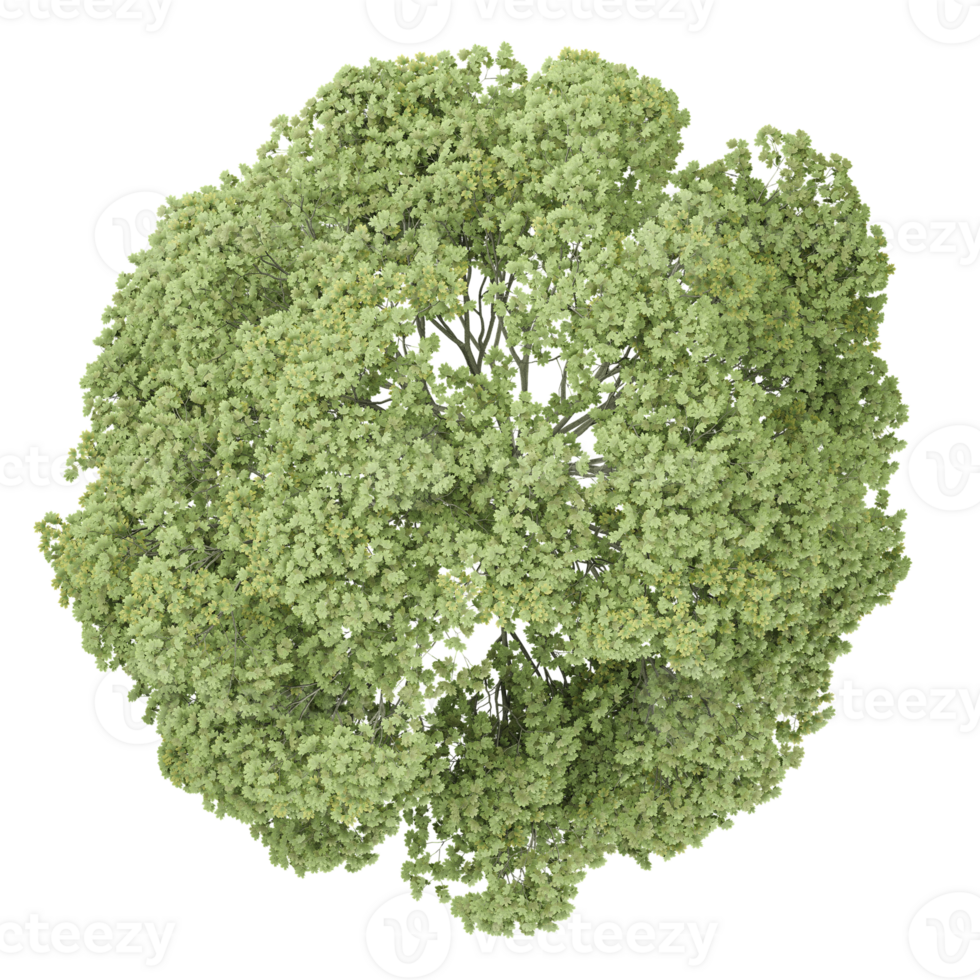3d illustration of Plane trees isolated on transparent Canvas from top view png