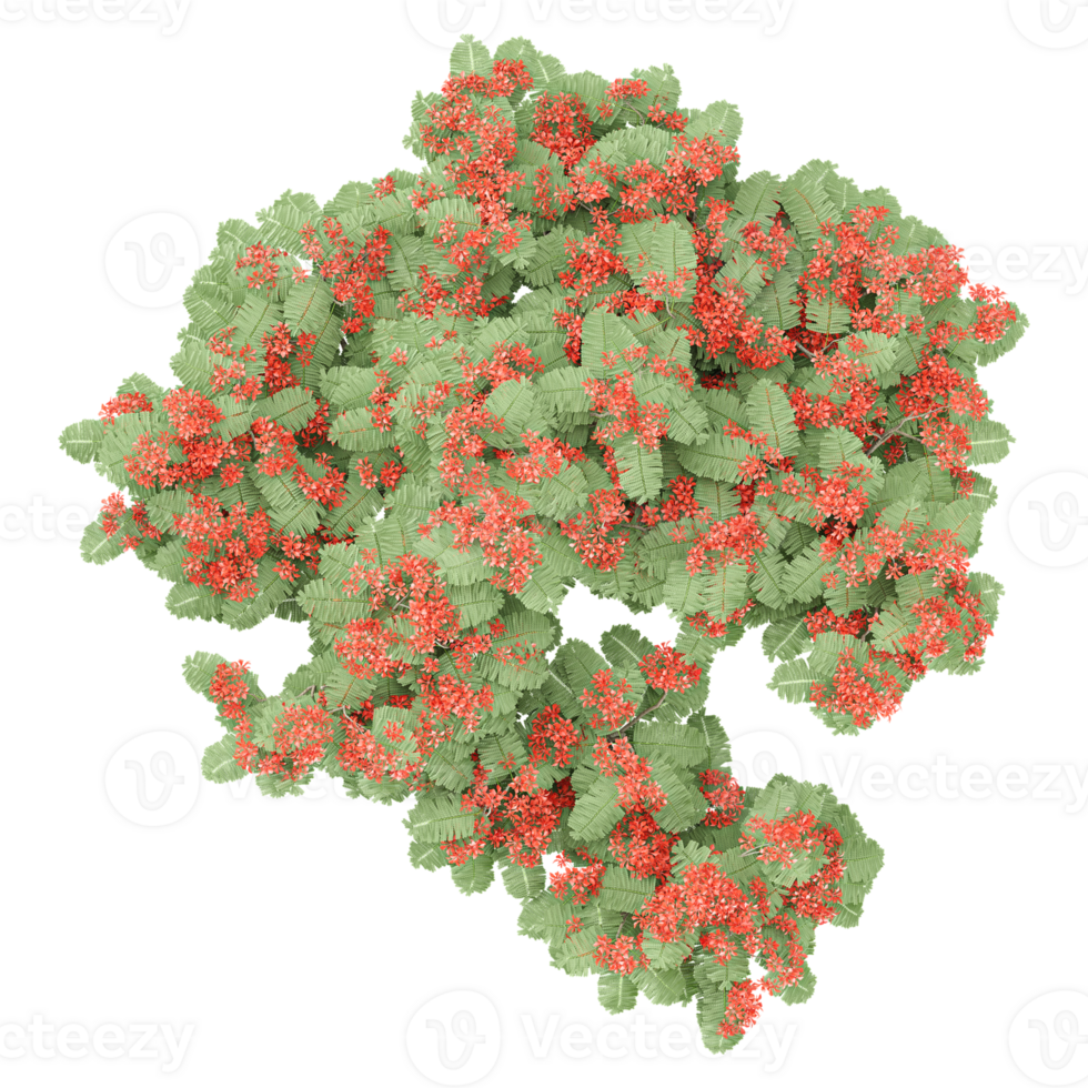 3d illustration of Delonix Regia tree isolated on transparent canvas png