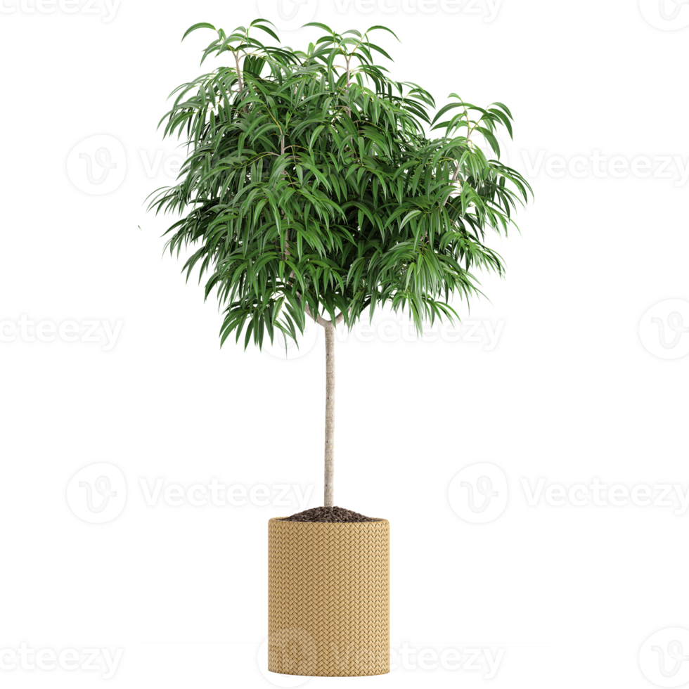 3d illustration of Ficus maclellandii isolated on transparent Canvas png