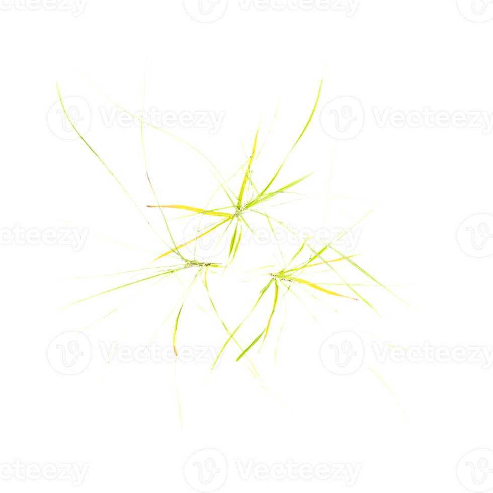Blooming tropical grass bush on isolated Canvas from top view png