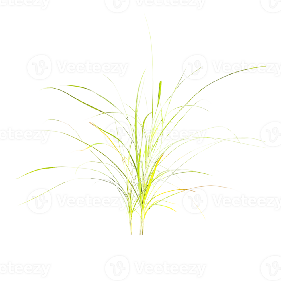 3d illustration of grass isolated on transparent canvas png