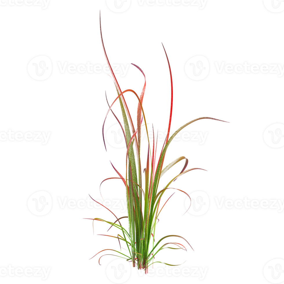 Collection of Cogon grass isolated on transparent Canvas png